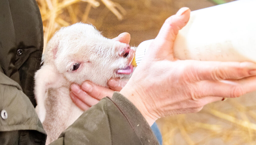 Schaf trinkt Milch aus Fläschchen